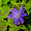 キクザキイチゲの花　№１１．