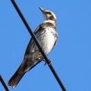 11月20日の野鳥観察　豊川市平尾