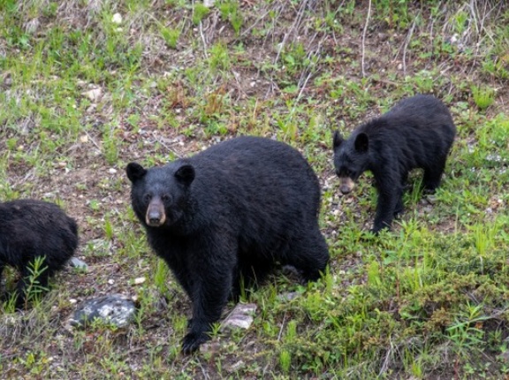 急にクマ被害報道が消えた理由がこちら→