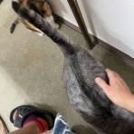 家をさがすのじゃ～～～～