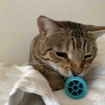 ベンガル猫BenelliとアビシニアンBenjaminと三毛猫Calicoと家族の記録