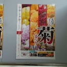 2017年10月20日 ①「 第65回（2017）きたみ菊まつり」菊を見に行きました。