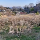 小春日和の散歩、