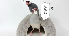 今日は許されなかった