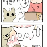 小箱と猫とチャレンジ精神