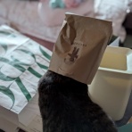ねことアパートと1人暮らし～とらやんとおらと～