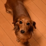 犬の臭いで部屋がくさくて呼吸ができないんだけど・・・ 	