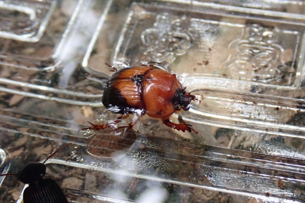 オーストラリアの希少ムネアカセンチ これがオーストラリアのムネアカセンチコガネだ！ : むしむしブログ