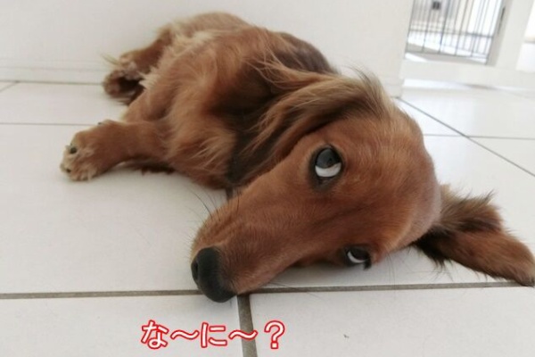 ミニチュアダックスと遊ぼ 多頭飼い Powered By ライブドアブログ