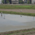 第二京阪学研都市線紹介