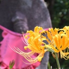 『２０２５年　☆気まぐれ☆　ベスト１０ー⑨』の画像