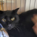 最近のクロキ君は🐈‍⬛❔