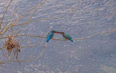 『Askar ACL200によるカワセミ５態　2022/03/31』の画像