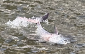 川に迷い込んでしまったマグロ、衝撃の結末を迎える・・・