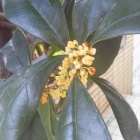 �رɸ��ٻΡ����ƶ����̵�ɲ������򡦽���٤β���