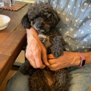 セラピー犬が来ました