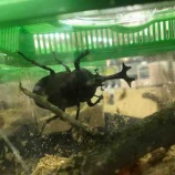 『2018.07.19 クワガタとカブトムシ入荷』の画像