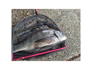 身近な場所でチヌ釣り