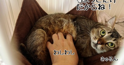 ねぇ？春ちゃん？なんで？