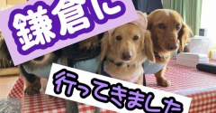 いざ鎌倉ボーダーフェスに。