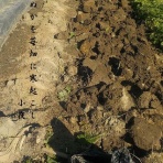 小夜衣 　（五七五ブログ）