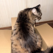 昼寝の場所が見つかってしまったマロちゃん