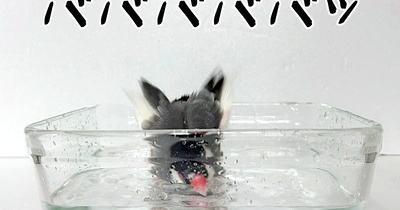 水浴びは絶対に邪魔されたくない