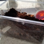 オオクワガタの常温飼育記録