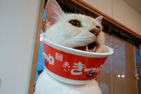 ねこ 猫 ネコ好きは とまらニャィッ♪