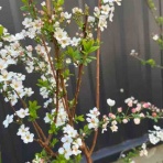 ハルゾ～カフェ　ときどき開店