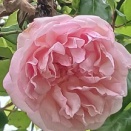 4月が終わります・バラが咲いた