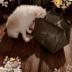 　落合桜　パリの風