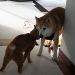 湘南凸凹柴WAN日記