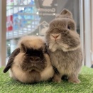 アイドル引退のお知らせ