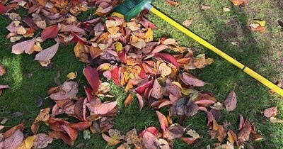 【ガーデニング】来る日も来る日もかき集め、そしてとうとう庭じまい！