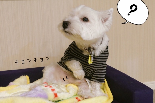 たかシェフのおうちごはん と 白い犬 と チワワ 18年11月 Powered By ライブドアブログ