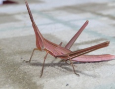 画像あり ナニコレ ピンク色のバッタが発見される 黒猫の時事