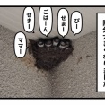 ツバメ巣立ちました