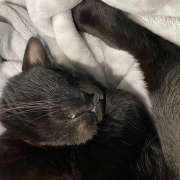 猫たちをお風呂に入れたら…