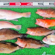 2025年12月13日　釣果