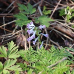 ちょっとだけ不思議な昆虫の世界（３）