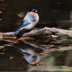 LuckyBookの野鳥不定期日記３＜備忘録＞