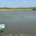 田植え後