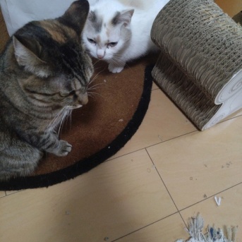 実物のﾈｺﾁｬﾝたちセカンド189