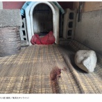 【激怒】イヌをクマに殺された飼い主「なんでこんな死に方してしまうんだよ……」