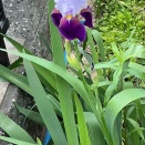 初夏の花が咲き始める（ジャーマンアイリス、ラベンダー、アジサイ、ヤグルマソウ）