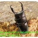 〇四川産D.ラエビドルシス＼(^o^)／