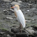 2026年6月4日の野鳥公園