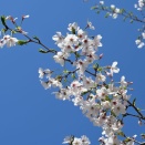 青空、月、桜
