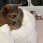 思い思いにくつろぐ猫たちに癒されるラッキー飼い主